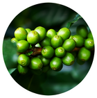 Café vert