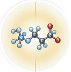 Choline