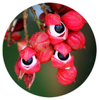 Guarana
