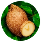 Konjac 