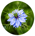 Nigelle