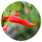 Paprika