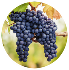 Pépins de Raisin