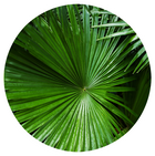 Serenoa repens