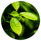 Thé vert